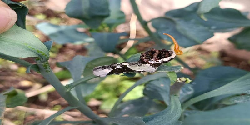 Mariposa cola de golondrina negra - Papilio polyxenes